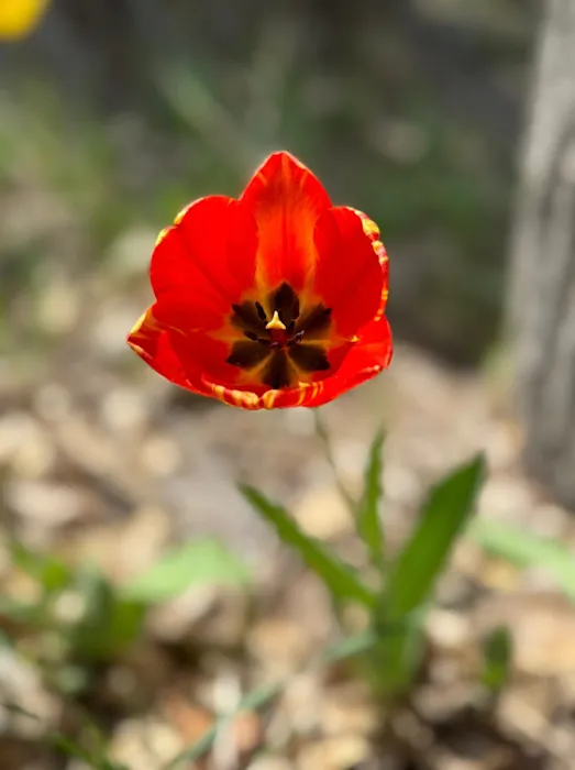 River Village RV Park Picture 5