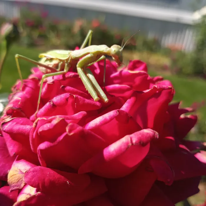 Paradise Valley Park Picture 6