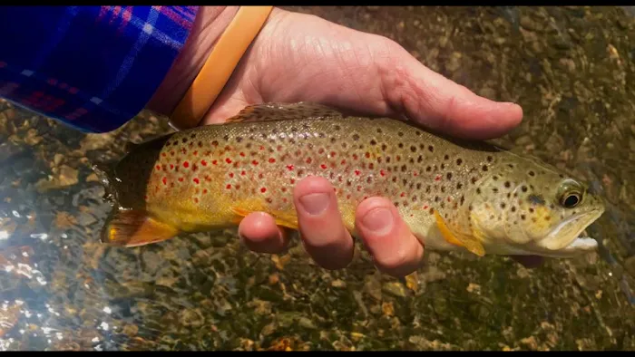 Crested Butte RV Resort Picture 9