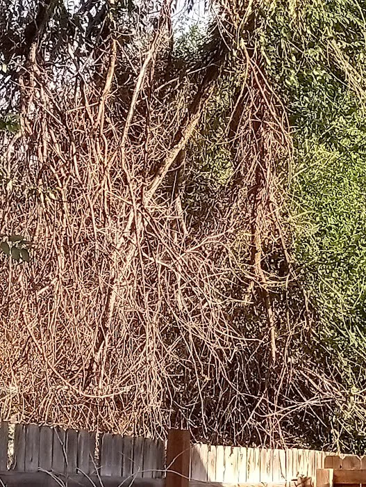 Grand Rivers Mobile Home Park Picture 9