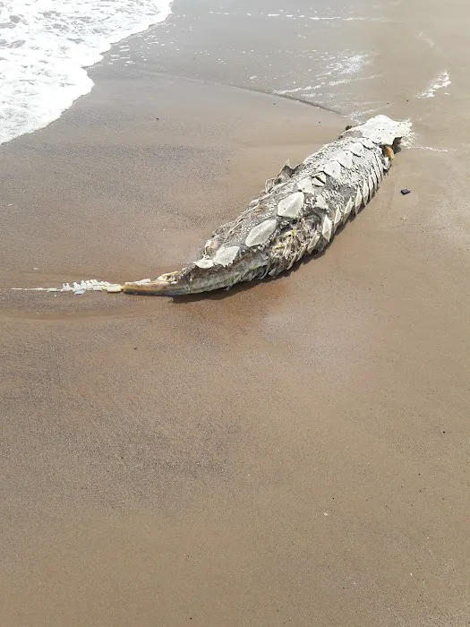 Camp Gateway - Staten Island Picture 5