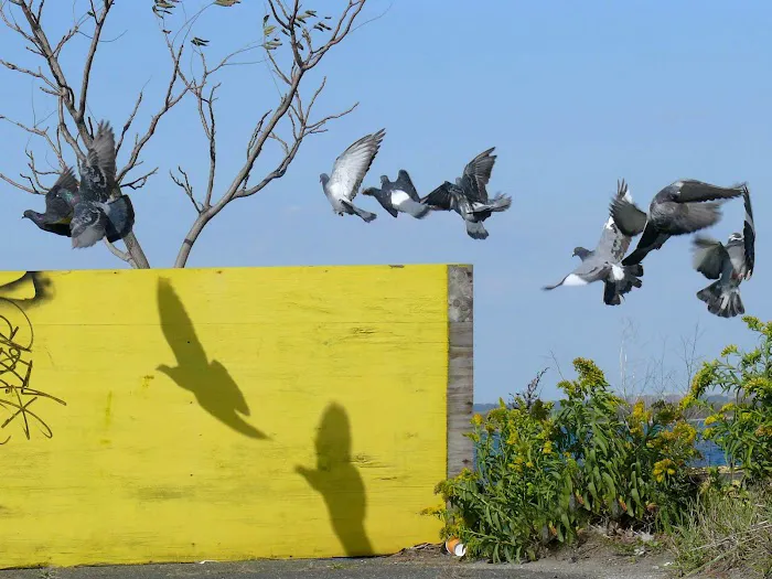 Camp Gateway Brooklyn Tamarak and Goldenrod Picture 1