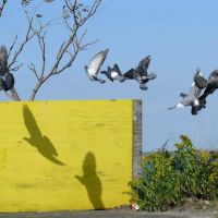 Camp Gateway Brooklyn Tamarak and Goldenrod ico