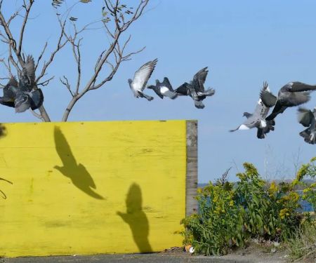 Camp Gateway Brooklyn Tamarak and Goldenrod