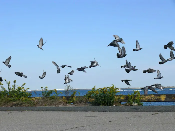 Camp Gateway Brooklyn Tamarak and Goldenrod Picture 6