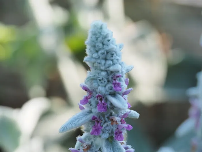 Ecology Village Picture 2