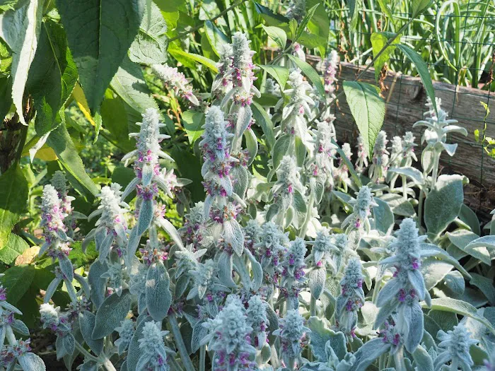 Ecology Village Picture 4