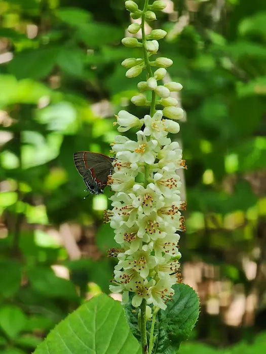 Family Camping Area Picture 5