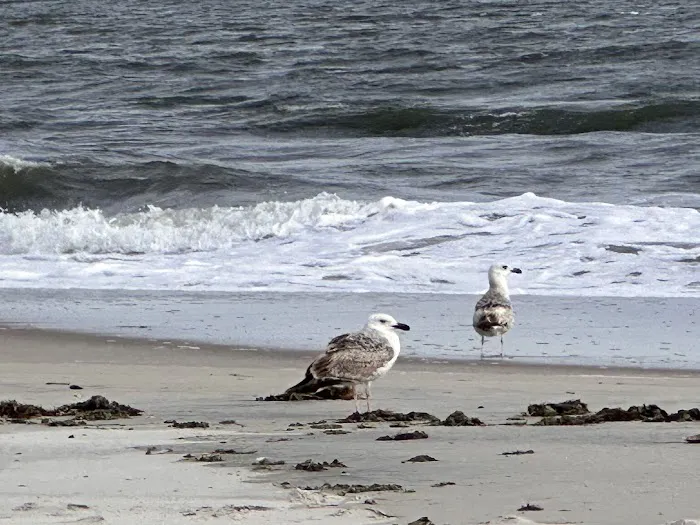 Nickerson Beach Campground Picture 4