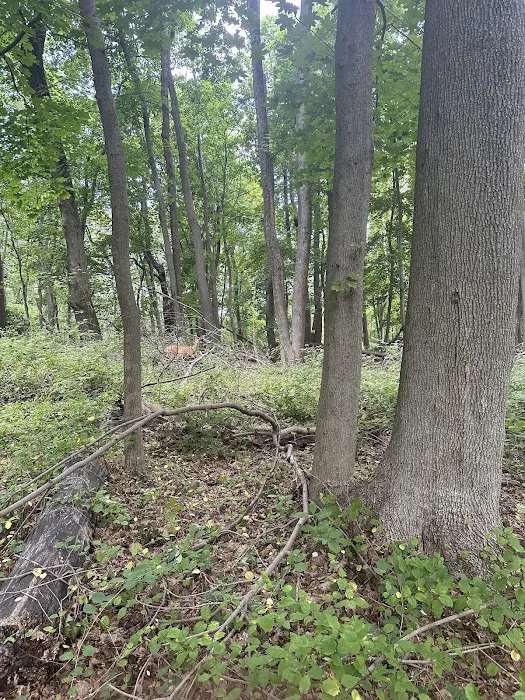 Thompson Park Scout Reservation Picture 6