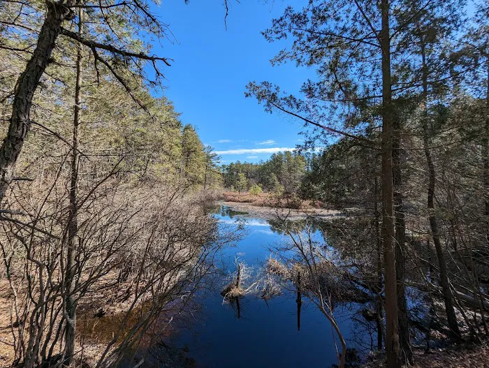 Brendan T Byrne State Forest Campground Picture 7