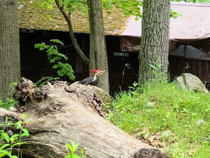 Sebago Cabin Camp Picture 4