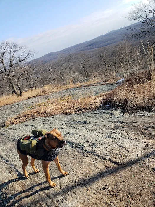 Tom Jones Shelter Picture 9