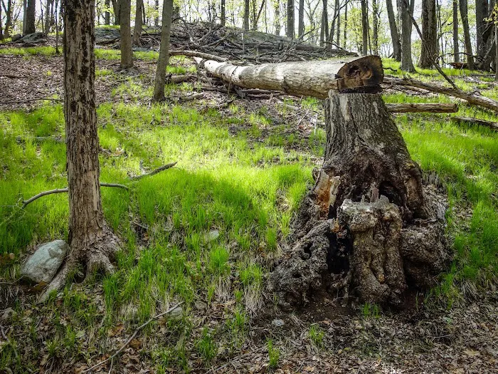 Masonic Camp (K20) Picture 4