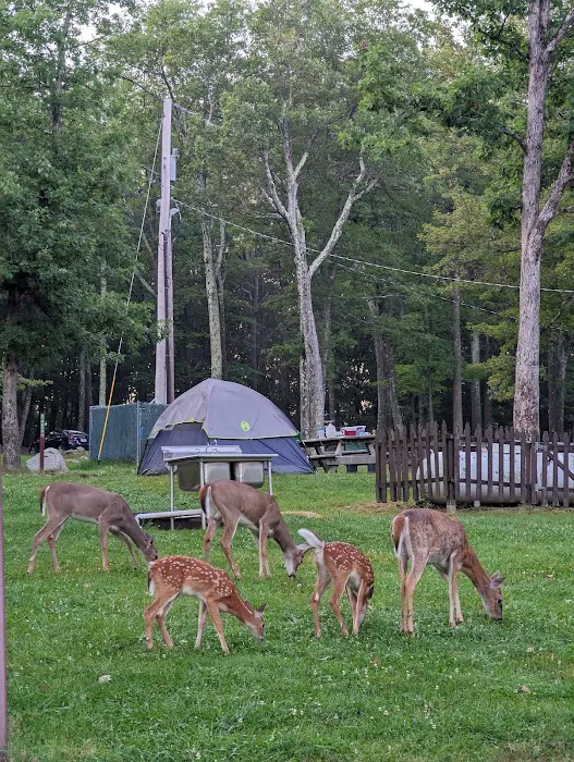 Beaver Pond Campground Picture 5
