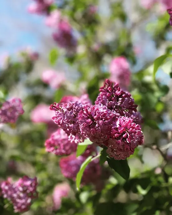 Woodland Trails Picture 2