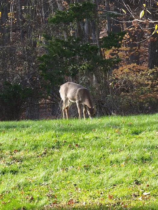 Kymer's Campground Picture 8
