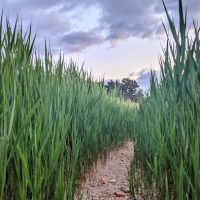 Croton Point Park Tent Camping Area ico