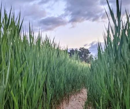Croton Point Park Tent Camping Area