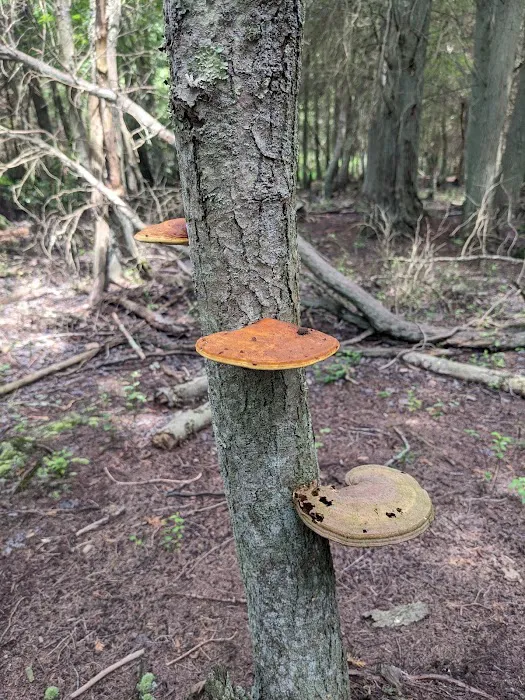 Hawkins Bridge Campground Picture 10