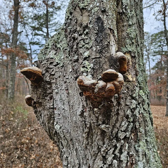 Godfrey Bridge Campground Picture 8
