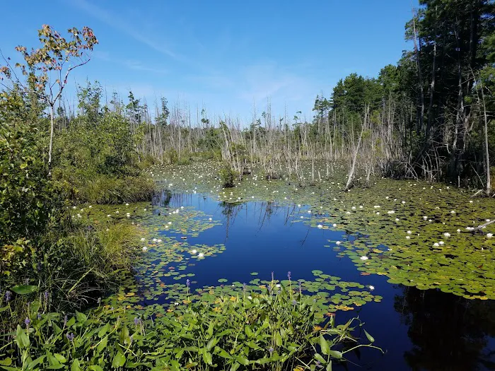 Goshen Pond Camping Area Picture 3