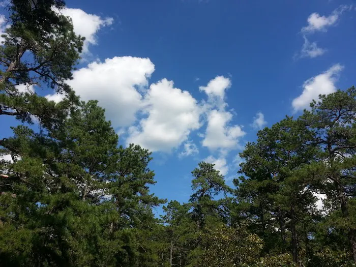 Bodine Field Campground Picture 2