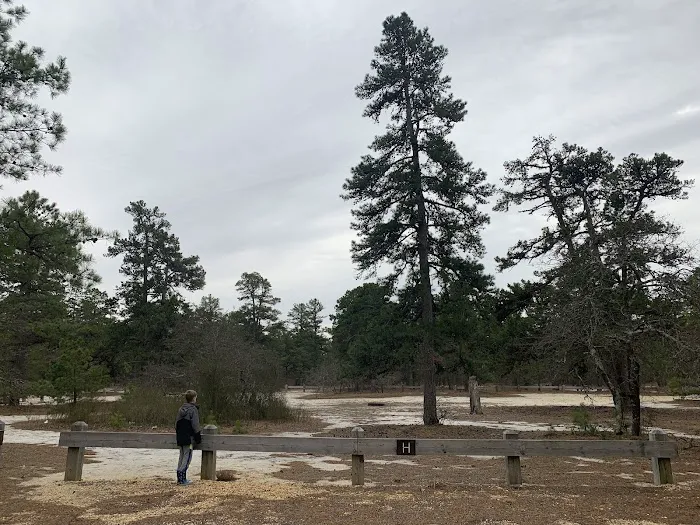 Bodine Field Campground Picture 5