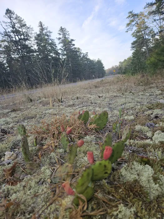 Bodine Field Campground Picture 10