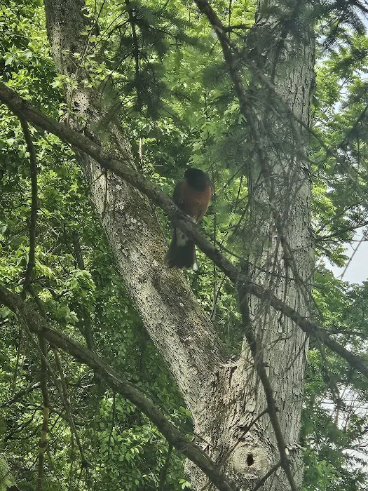 Jugtown Mountain Campsites Picture 8