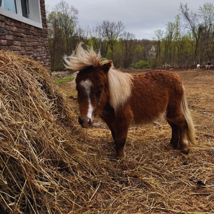 DesmadreHouse Picture 2