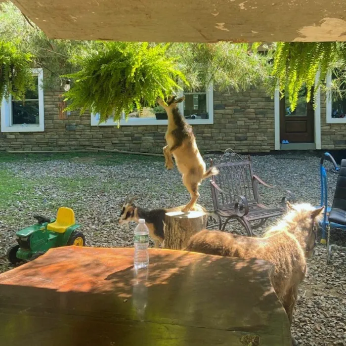 DesmadreHouse Picture 5