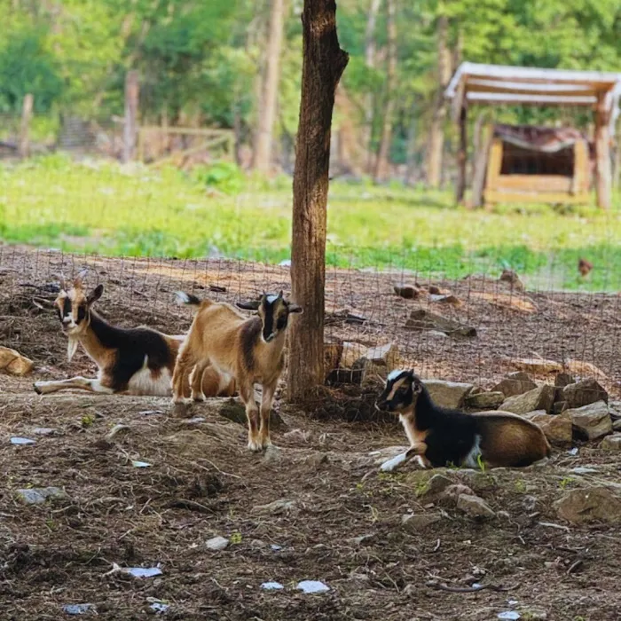 DesmadreHouse Picture 4