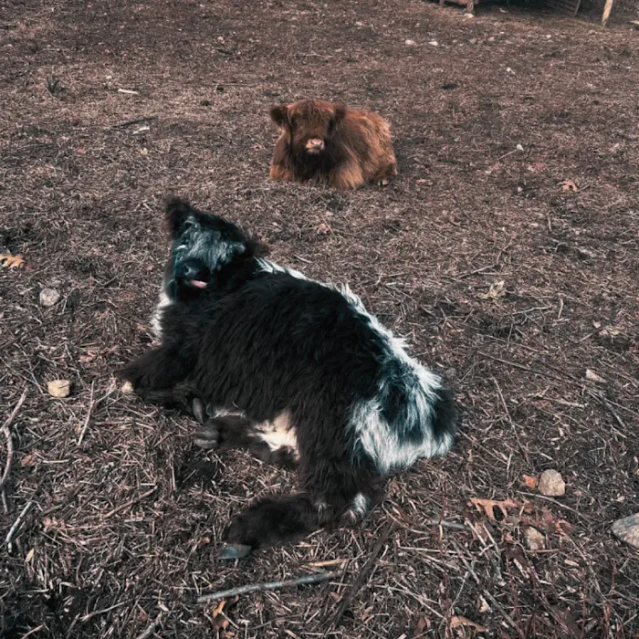 DesmadreHouse Picture 9