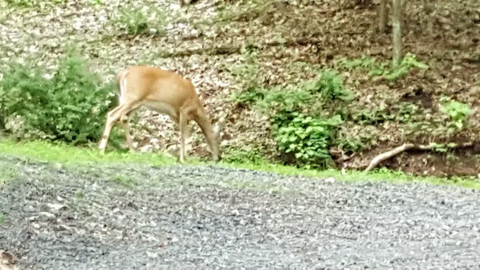Dogwood Haven Family Campground Picture 6