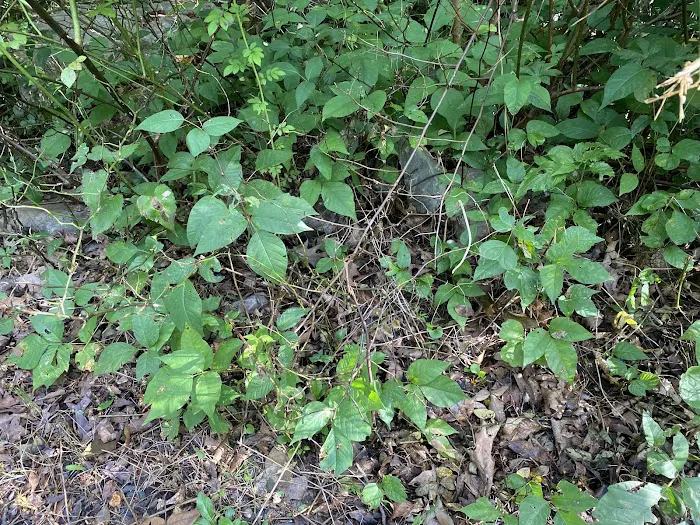 Sawmill Lake Campground Picture 2