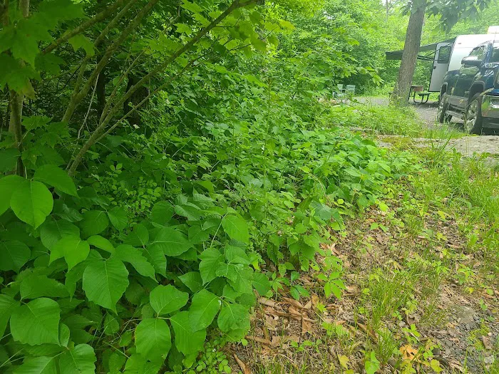 Sawmill Lake Campground Picture 9