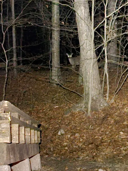 Stokes Forest - shotwell Lean-tos Picture 1