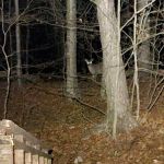 Stokes Forest - shotwell Lean-tos