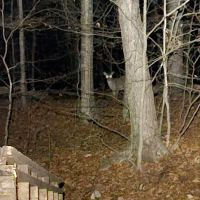 Stokes Forest - shotwell Lean-tos ico