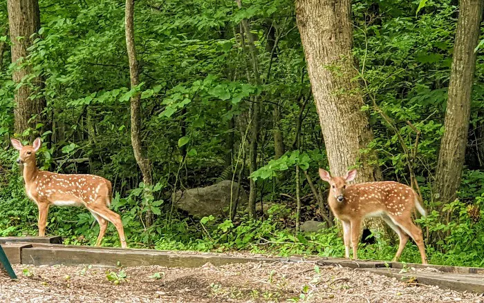 Camp Taylor Campground Picture 6