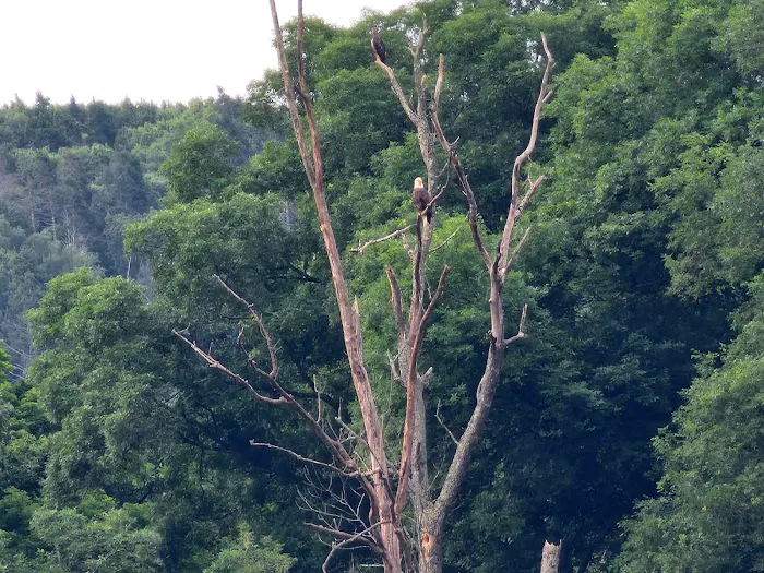 Freeman Point River Campsites Picture 8