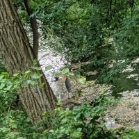 Baiting Hollow Scout Camp- Boy Scouts of America ico