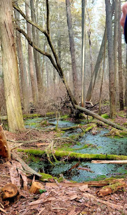 Buttonwood Hill Campsite Picture 10