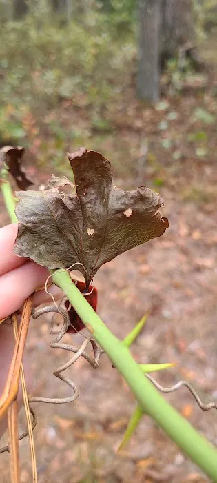 Buttonwood Hill Campsite Picture 2