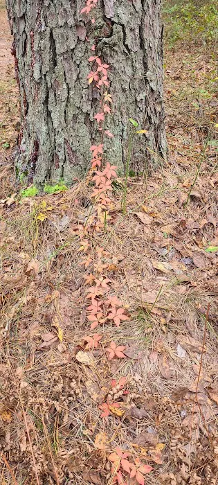 Buttonwood Hill Campsite Picture 3