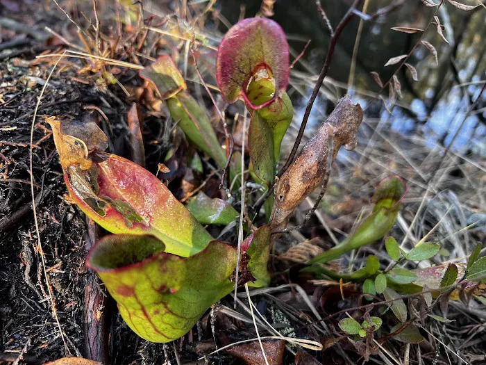South Campground at Bass River State Forest Picture 6