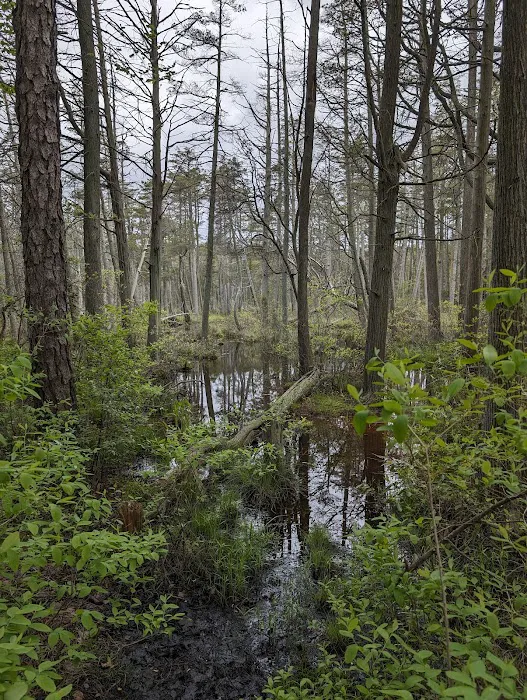 South Campground at Bass River State Forest Picture 4