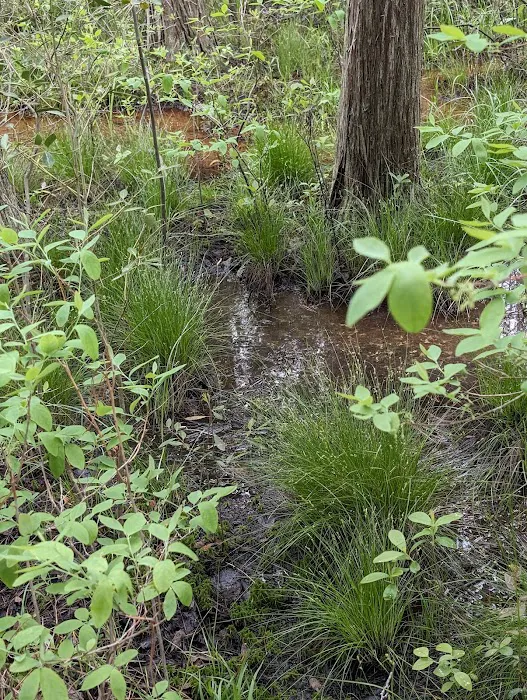 South Campground at Bass River State Forest Picture 5
