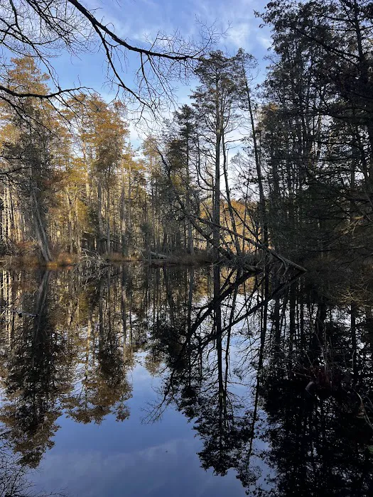 South Campground at Bass River State Forest Picture 1